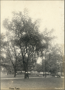 Tree Number One Hundred Thirty in the Boston Common