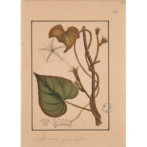 Ipomoea grandiflora