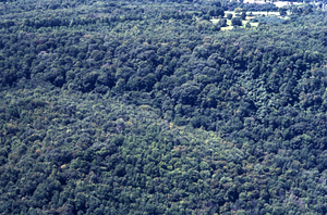 Aerial color image of face of Northwest Hill at north end of Beinecke Stand. False Color Infrared/True Color Project.