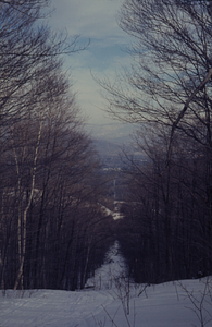 View downhill in old long-distance telephone line cut from near midway from Taconic Ridge spur to Petersburg Road.