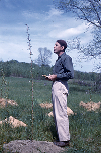 Frank E. Cunningham as human scale factor next to a Rooted Hybrid Poplar OP6 Earth Mound -- No Mulch 1954.