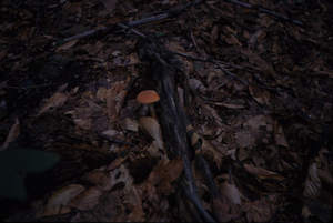 Fly agaric (Amanita muscaria) in millacre plot #7 of permanent plot 1034.