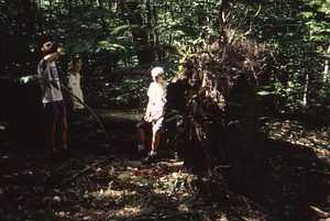 Impacts of 15 July 1995 storm in grid cell 0115. 3. Left to right: Jonah Wittkamper, Williams Class of 1997; Gail French, Williams Class of 1996; and Tim Billo, Williams Class of 1997 standing near trunk of sugar maple tip-up.