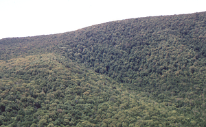 Aerial oblique view southwest corner of Moon Hollow headwall on 28 May 1972 in the Hopkins Forest.