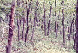 Young red oak woodland. Red Oak (Quercus rubra) National Science Foundation - Undergraduate Research Participation study in the Hopkins Forest.