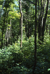 Color image of live sugar maples (Acer saccharum) north of Jim Smith Hill. False Color Infrared/True Color Project.