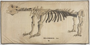Orra White Hitchcock drawing of megatherium skeleton