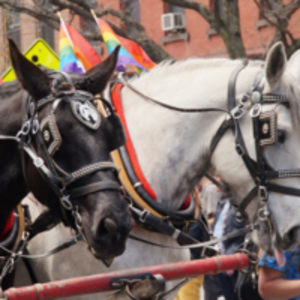 Draft Horses at Pride