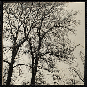 Two balloons caught in trees after being released at a Boys' Club event. A caption on the back of the photograph states "Some weren't so lucky"