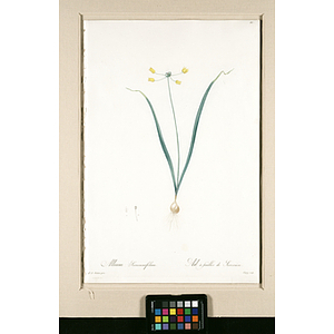 Allium Scorzoneræfolium