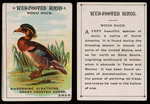 Web-footed birds, wood duck, location unknown, undated