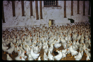 Shijiazhuang Production Brigade: chickens