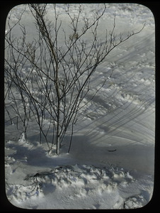 Deciduous shrub in snow