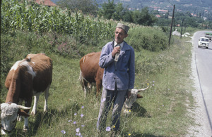 Old man pastures cows, Orašac