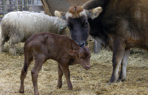 Overlook Farm (Heifer International): Nicole, a jersey cow, nudges her young calf (unnamed so far) just two days old