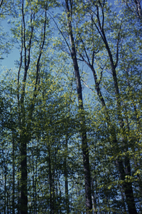 Red oak (Quercus rubra) canopy in mid-leaf, understory sugar maple (Acer saccharum) in full leaf.