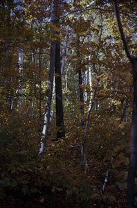Paper birch (Betula papyrifera) and beech (Fagus grandifolia) overstory and beech (Fagus grandifolia) understory in permanent plot 1210.