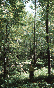 Birch Strips - White Birch Regeneration Study - White Birch Study Area. Strip Treatment Plot 3B. Portrait orientation.