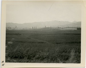 Wet rice fields