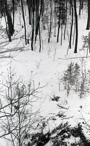 Snow-covered woods