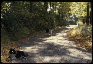 Elsie and Schuman (dogs) on a dirt road, Montague Farm Commune