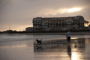 Man and two dogs walking along the beach