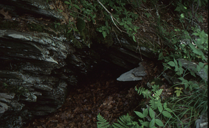 Phyllite outcrop in Permanent Plot 0102.
