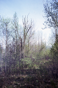 Hay meadow American elm (Ulmus americana) now dead.