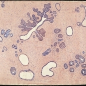 Teaching watercolor of cells and tissue at a microscopic level