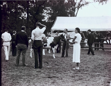 People viewing a cow, Topsfield, Mass., 1933