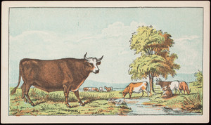 Trade card for the Boston Beef Packing Co., 187 Congress Street, Boston, Mass., undated