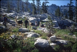 Hikers and pack llamas in Trinity Alps