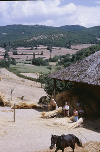 Flailing and threshing in Ohrid