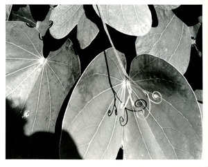 Tendrils on bush