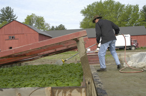 Lazy Acres Farm (Zuchowski Farm): Allan Zuchowski checking cold frames