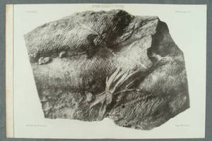 [Collotype plates with illustrations from photographs of fossils from Estudo sobre os bilobites e outros fosseis das quartzites da base do systema silurico de Portugal, supplemento]