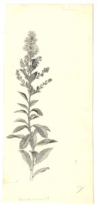 Illustration of meadow-weed