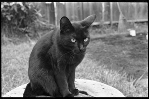 Black cat sitting on a stool in a back yard