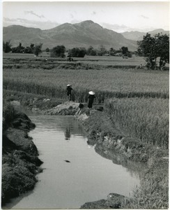 Working in rice field