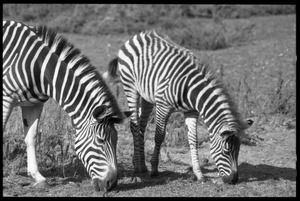Three-month old zebra and mother grazing at the Roger Williams Park Zoo