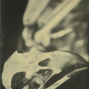 Wet plate collodion print of eagle skeleton