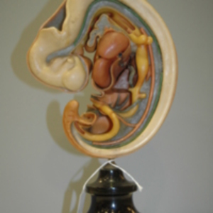 Stage seven Ziegler human embryological model