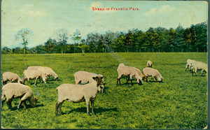Sheep in Franklin Park