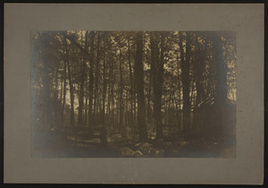 View of woods and pumphouse, Briggs House, Hanover, Mass., 1896