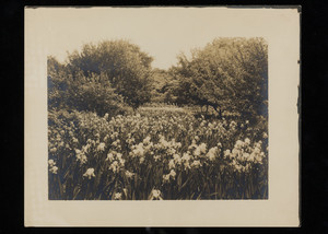 Irises on the Robert Lawton farm, Plainfield Pike, Cranston, Rhode Island