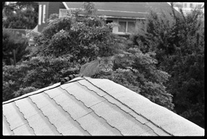 Tabby cat seated on a roof ridge