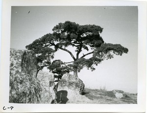 Hilltop pine tree