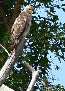Red tailed hawk perched in a tree, Wellfleet Bay Wildlife Sanctuary