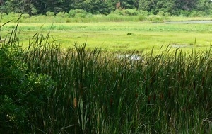 View over marsh grass and a marshy expanse, Wellfleet Bay Wildlife Sanctuary