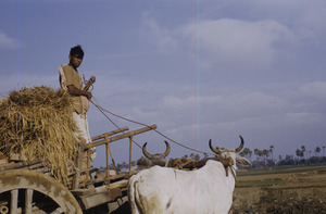 Ox cart near Patna